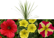 Charger l'image dans la galerie, Balconnière 24" - Supertunias