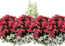 Charger l'image dans la galerie, Balconnière 24" - Bégonias Solénias