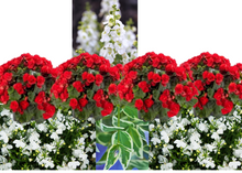 Charger l'image dans la galerie, Balconnière 24" - Bégonias Solénias