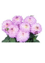 Charger l'image dans la galerie, Arrangement patio 14" - Dahlias