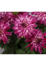 Charger l'image dans la galerie, Arrangement patio 14" - Dahlias