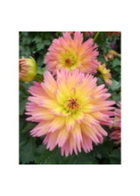 Charger l'image dans la galerie, Arrangement patio 14" - Dahlias