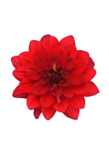 Charger l'image dans la galerie, Arrangement patio 14" - Dahlias