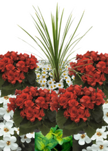 Charger l'image dans la galerie, Arrangement de luxe 15" - Bégonias Riegers