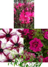 Charger l'image dans la galerie, Arrangement de luxe 15" - Pétunia