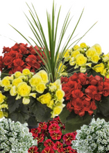 Charger l'image dans la galerie, Arrangement de luxe 15" - Bégonias Riegers