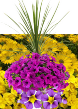 Charger l'image dans la galerie, Arrangement de luxe 15" - Pétunia