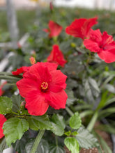 Charger l'image dans la galerie, Hibiscus patio 15"