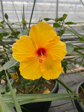 Charger l'image dans la galerie, Hibiscus patio 15"