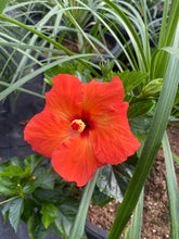 Charger l'image dans la galerie, Hibiscus patio 15"