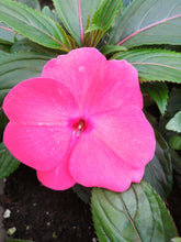 Charger l'image dans la galerie, Jardinière 12" - Impatient Nouvelle-Guinée