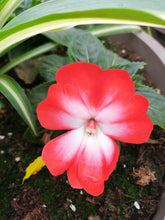 Charger l'image dans la galerie, Jardinière 12" - Impatient Nouvelle-Guinée