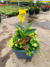 Charger l'image dans la galerie, Arrangement de luxe 15" - Bégonias Solénias