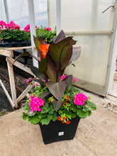 Charger l'image dans la galerie, Arrangement de luxe 15" - Géraniums Doubles