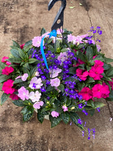 Charger l'image dans la galerie, Jardinière 13" - Impatients Nouvelle-Guinée