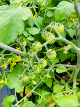 Charger l'image dans la galerie, Patio 15" de tomates Cerise Power Pop