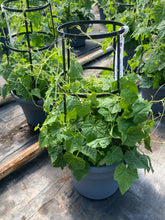 Charger l'image dans la galerie, Patio 12" de concombres Mexican Sour Gherkin