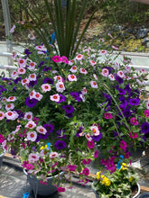 Charger l'image dans la galerie, Jardinière 13" - Calibrachoas (Million bells)