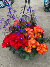Charger l'image dans la galerie, Jardinière 13" - Bégonias Riegers