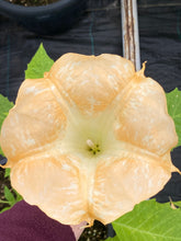 Charger l'image dans la galerie, Brugmansia patio 15"