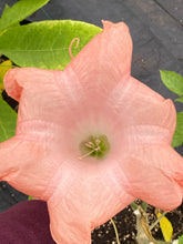 Charger l'image dans la galerie, Brugmansia patio 15"