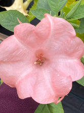 Charger l'image dans la galerie, Brugmansia patio 15"
