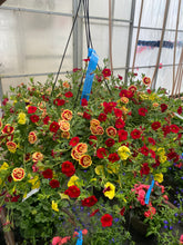 Charger l'image dans la galerie, Jardinière 13" - Calibrachoas (Million bells)