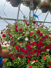 Charger l'image dans la galerie, Jardinière 13" - Calibrachoas (Million bells)