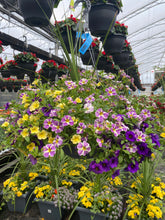 Charger l'image dans la galerie, Jardinière 13" - Calibrachoas (Million bells)