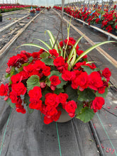 Charger l'image dans la galerie, Jardinière 13" - Bégonias Solénias