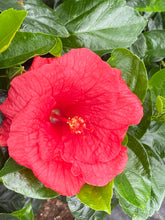 Charger l'image dans la galerie, Hibiscus patio 15"
