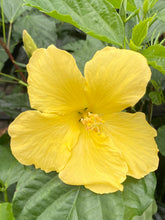 Charger l'image dans la galerie, Hibiscus patio 15"