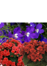 Charger l'image dans la galerie, Jardinière 13" - Bégonias Solénias