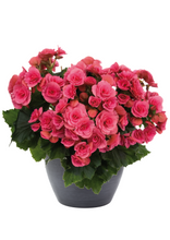 Charger l'image dans la galerie, Jardinière 12" - Bégonias Riegers