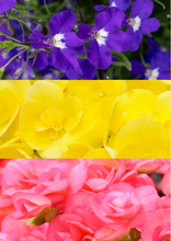 Charger l'image dans la galerie, Jardinière 13" - Bégonias Riegers