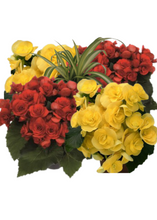 Charger l'image dans la galerie, Jardinière 13" - Bégonias Riegers