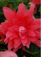 Charger l'image dans la galerie, Jardinière 12" - Bégonias Belleconia