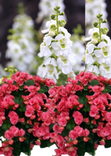 Charger l'image dans la galerie, Jardinière 13" - Bégonias Solénias