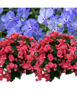 Charger l'image dans la galerie, Jardinière 13" - Bégonias Solénias