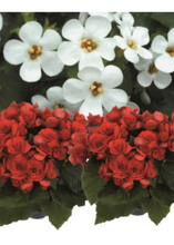 Charger l'image dans la galerie, Jardinière 13" - Bégonias Solénias