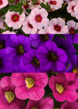 Charger l'image dans la galerie, Jardinière 13" - Calibrachoas (Million bells)