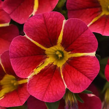Charger l'image dans la galerie, Jardinière 12" - Calibrachoa (Million bells)