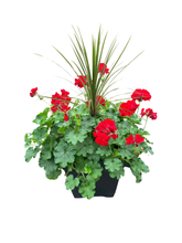 Charger l'image dans la galerie, Jardinière 13" - Géranium Calliopé