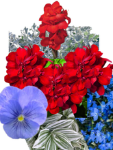 Charger l'image dans la galerie, Arrangement de luxe 15" - Géranium Double