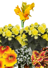 Charger l'image dans la galerie, Arrangement de luxe 15" - Bégonias Solénias