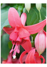 Charger l'image dans la galerie, Jardinière 13" - Fuchsia