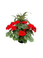 Charger l'image dans la galerie, Jardinière 13" - Géranium Double