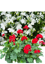 Charger l'image dans la galerie, Jardinière 13" - Géraniums Calliopés