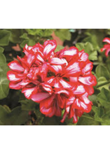 Charger l'image dans la galerie, Jardinière 12" - Géraniums Lierres