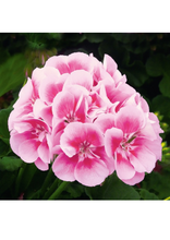 Charger l'image dans la galerie, Jardinière 12" - Géraniums doubles